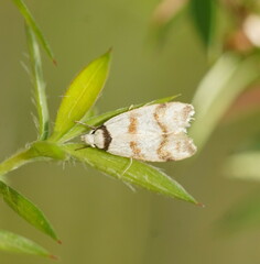 Chezala brachypepla
