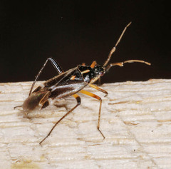 Harpocera thoracica