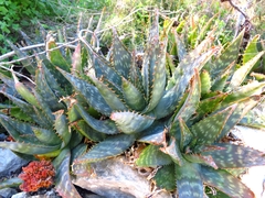 Aloe maculata