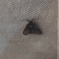 Psichotoe duvaucelii