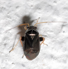 Halticini