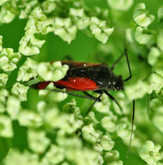Dionconotus confluens