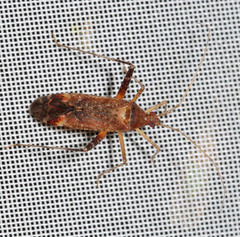 Closterotomus fulvomaculatus