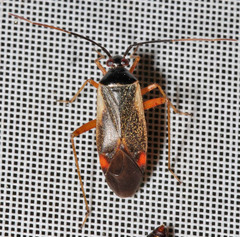 Adelphocoris seticornis