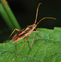 Stenotus binotatus