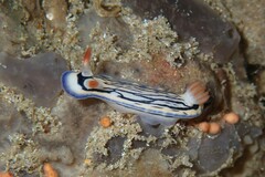 Hypselodoris maritima