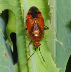 Deraeocoris ruber