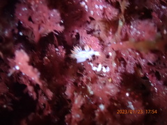 Coryphella trilineata