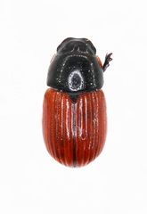 Aphodius pedellus