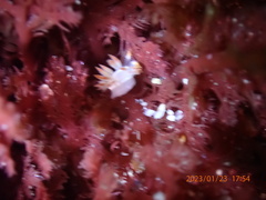 Coryphella trilineata