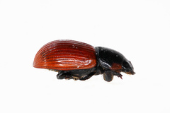 Aphodius pedellus