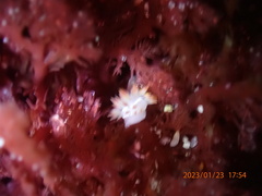 Coryphella trilineata
