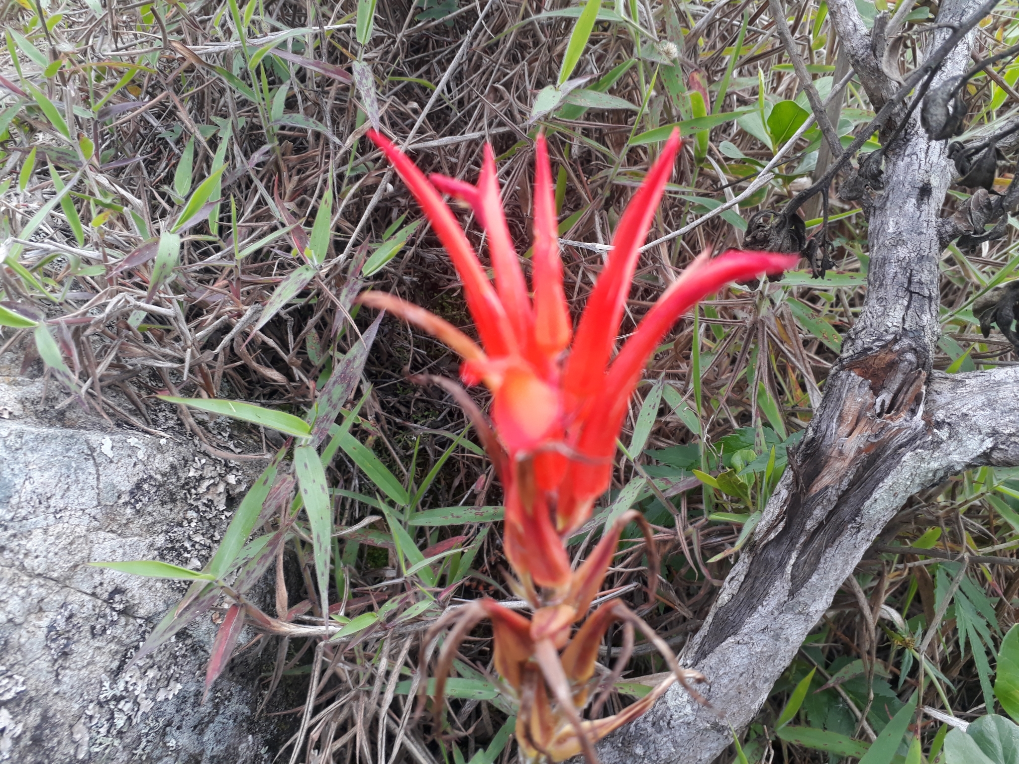 Pitcairnia image