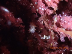Coryphella trilineata