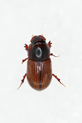 Bodilopsis rufa