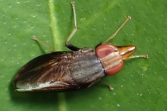 Cephaloconus tenebrosus