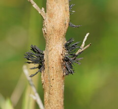 Septobasidium clelandii