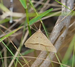 Epidesmia hypenaria