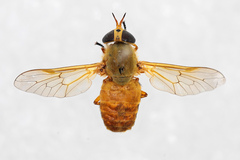 Silvius alpinus
