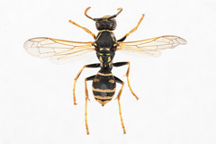 Polistes nimpha