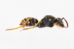 Polistes nimpha