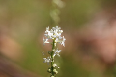 Stackhousia