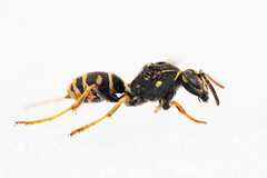 Polistes nimpha