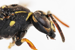 Polistes nimpha