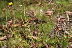 Stackhousia
