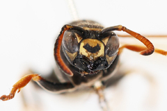Polistes nimpha