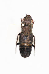 Ontholestes murinus
