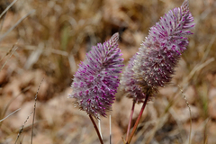Ptilotus exaltatus
