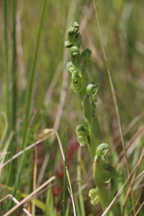 Pterostylis cycnocephala