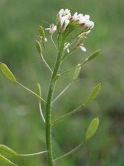 Draba muralis