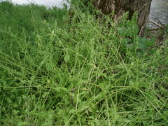 Stellaria ruderalis