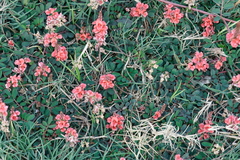 Indigofera hendecaphylla