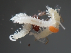 Scutigerellidae