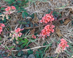 Indigofera hendecaphylla