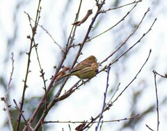Emberiza