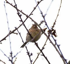 Emberiza