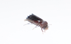 Bostrichidae