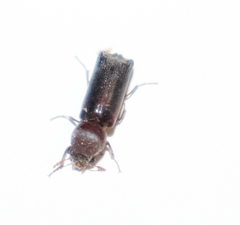 Bostrichidae