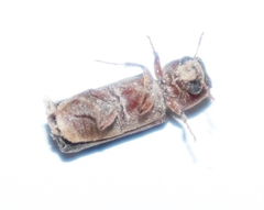 Bostrichidae