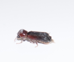 Bostrichidae