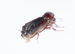 Bostrichidae