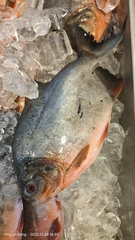 Piaractus brachypomus