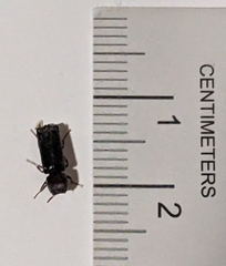 Bostrichidae