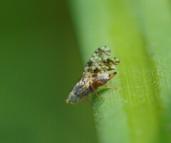Austrotephritis poenia