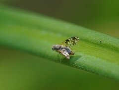 Austrotephritis poenia
