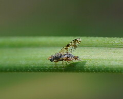 Austrotephritis poenia